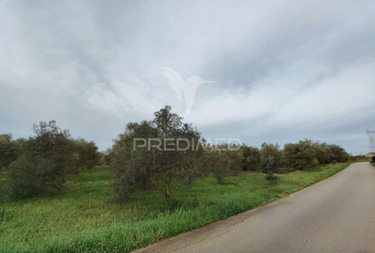 Quinta T3 para Venda em Casével e Vaqueiros Foto 33