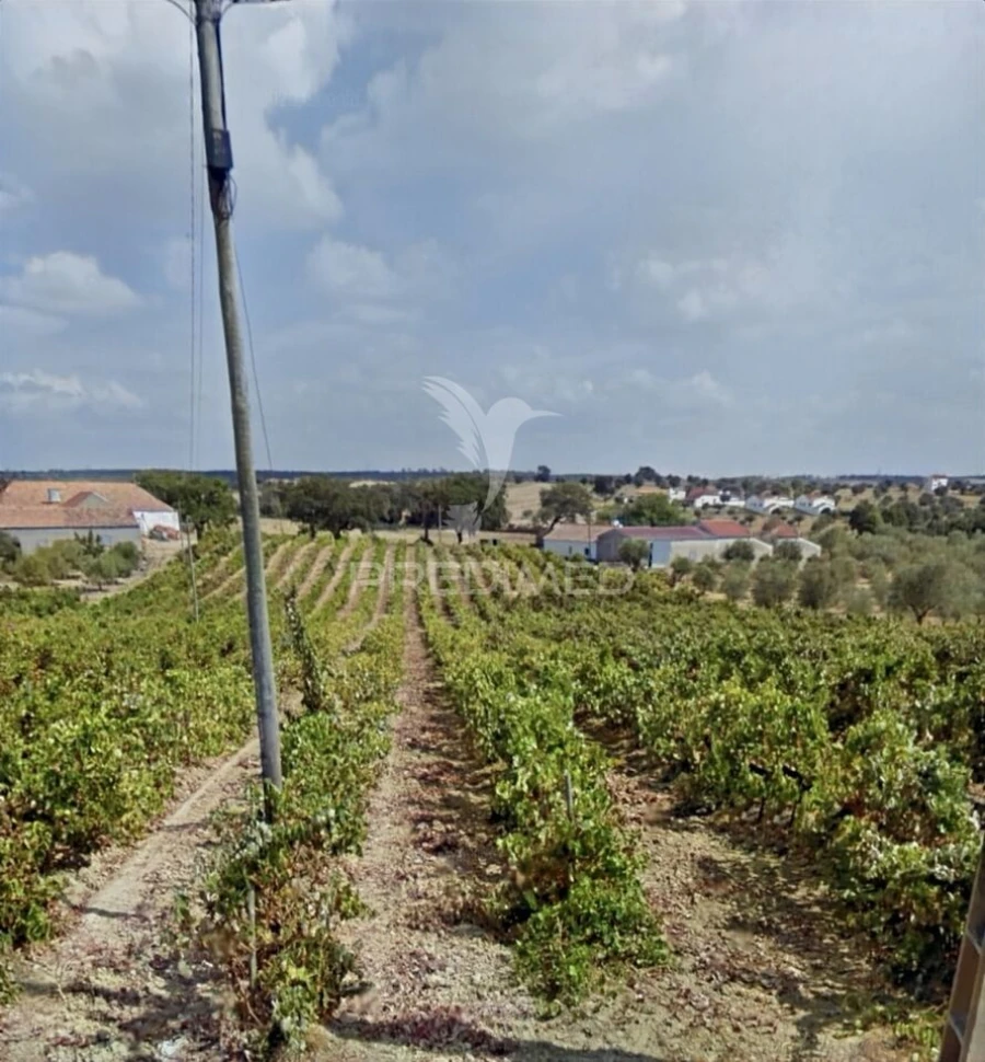 Quinta T3 para Venda em Casével e Vaqueiros Foto 36