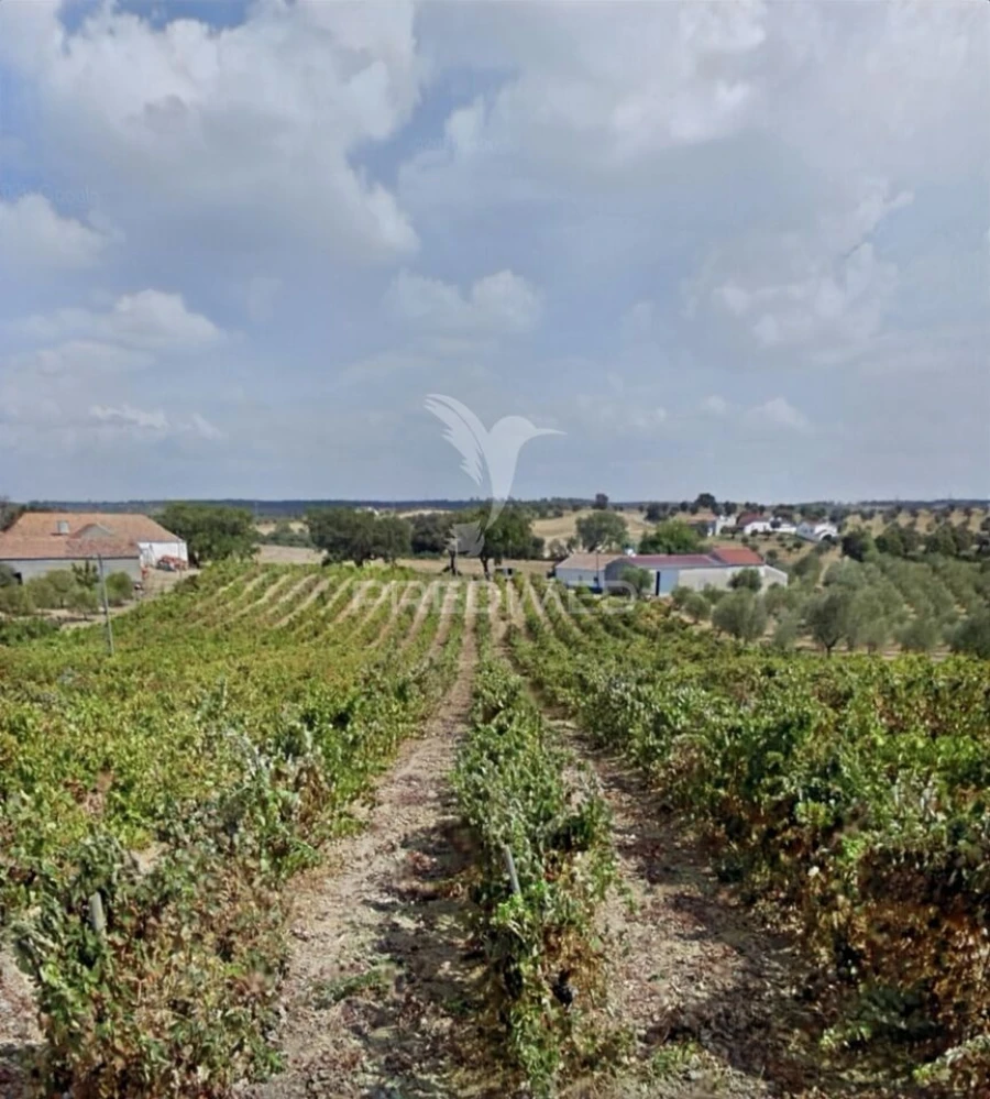 Quinta T3 para Venda em Casével e Vaqueiros Foto 34