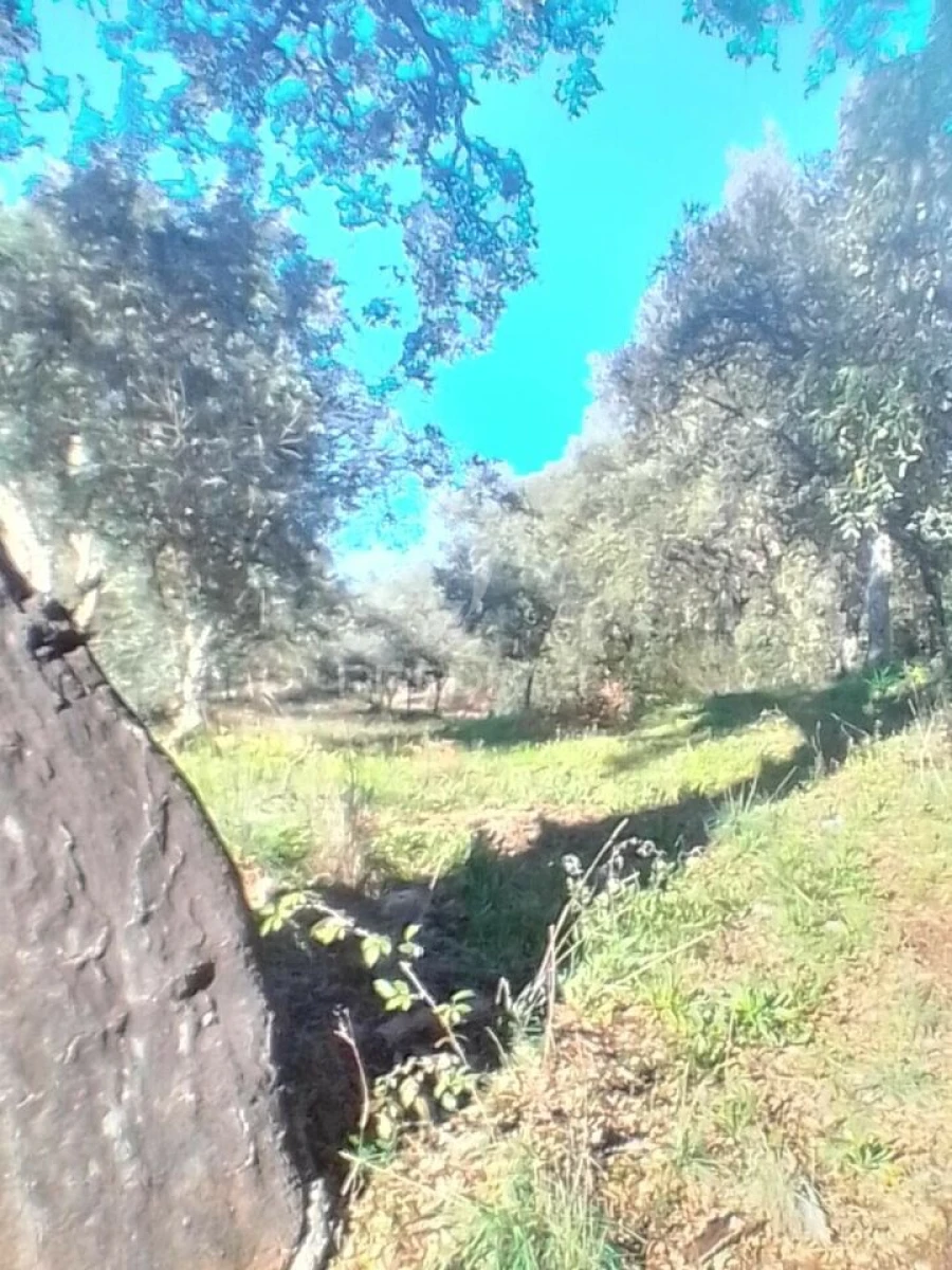 Terreno para Venda em Reguengo e São Julião Foto 1