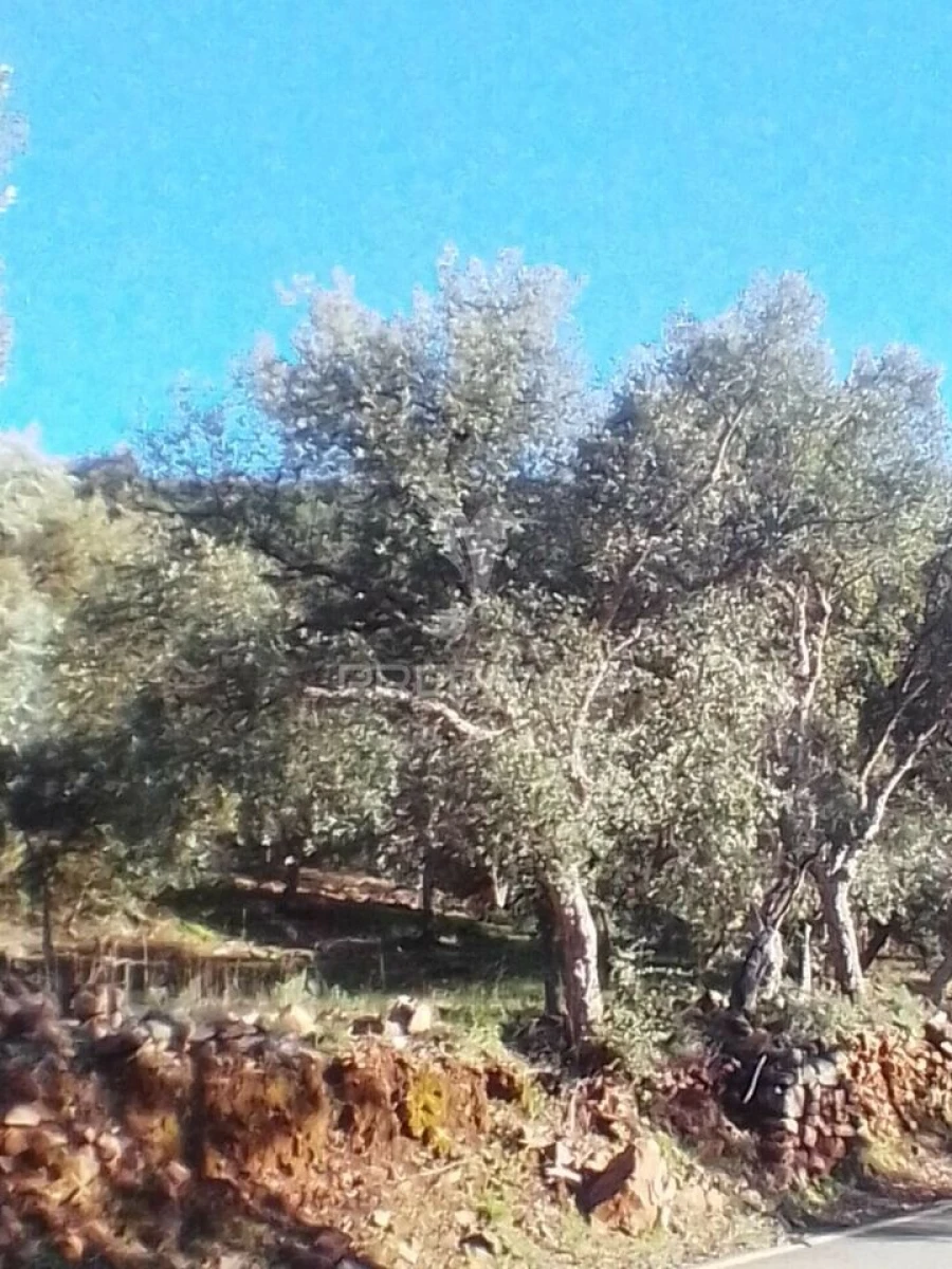 Terreno para Venda em Reguengo e São Julião Foto 2