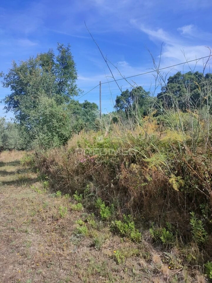 Terreno para Venda em Serra e Junceira Foto 6