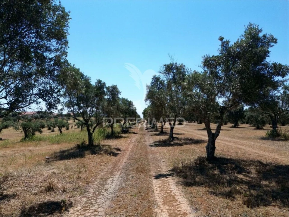 Quinta T0 para Venda em Casével e Vaqueiros Foto 27