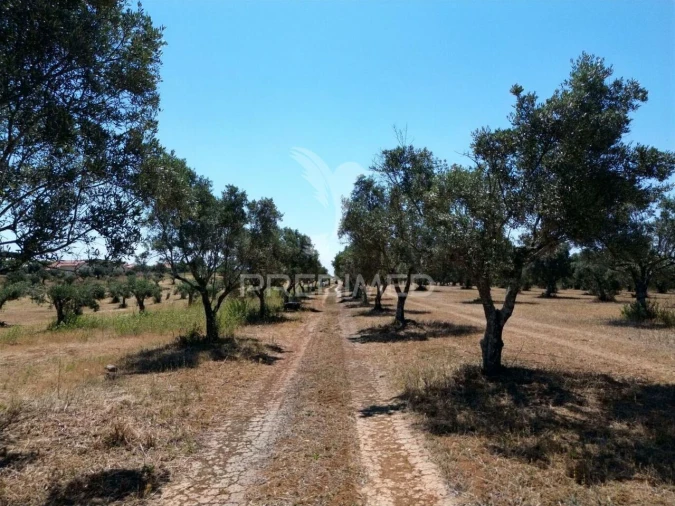 Quinta T0 para Venda em Casével e Vaqueiros Foto 27