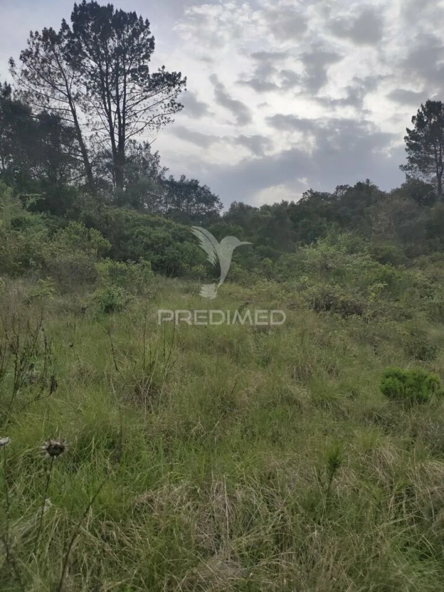 Terreno para Venda em Achete, Azoia de Baixo e Póvoa de Santarém Foto 9