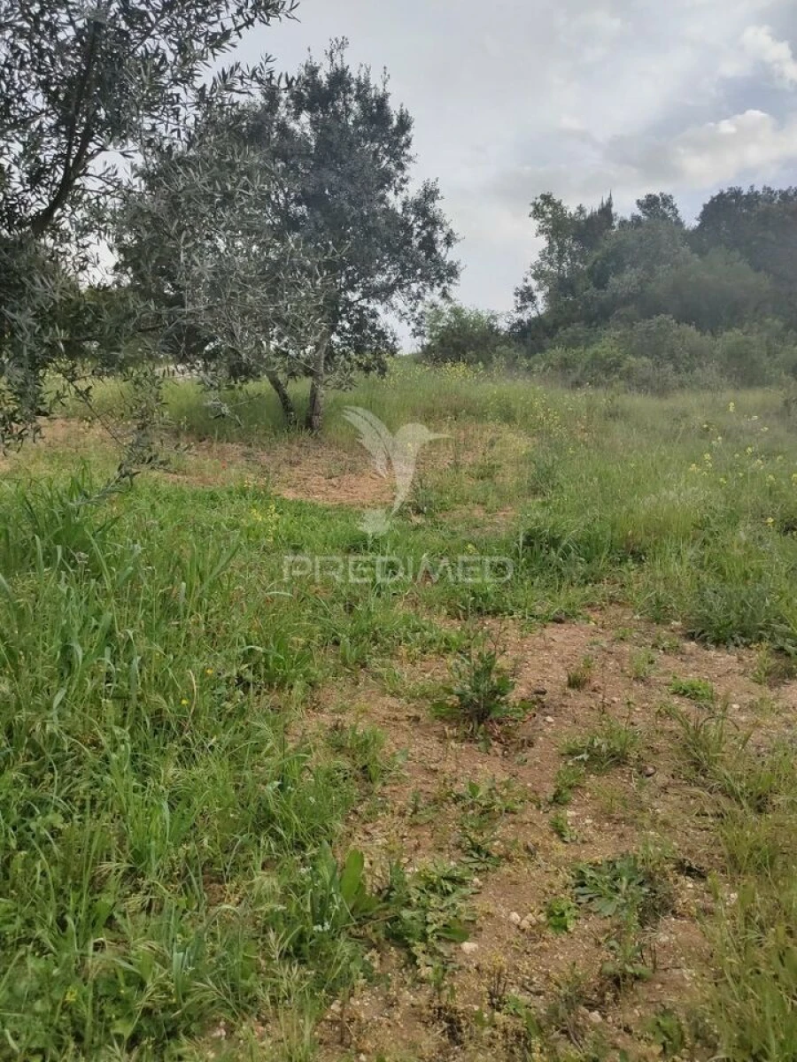 Terreno para Venda em Achete, Azoia de Baixo e Póvoa de Santarém Foto 10