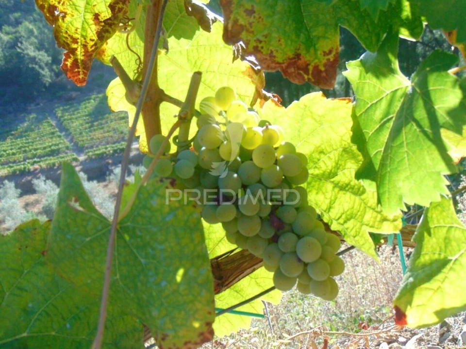 Terreno para Venda em Nogueira e Ermida Foto 31