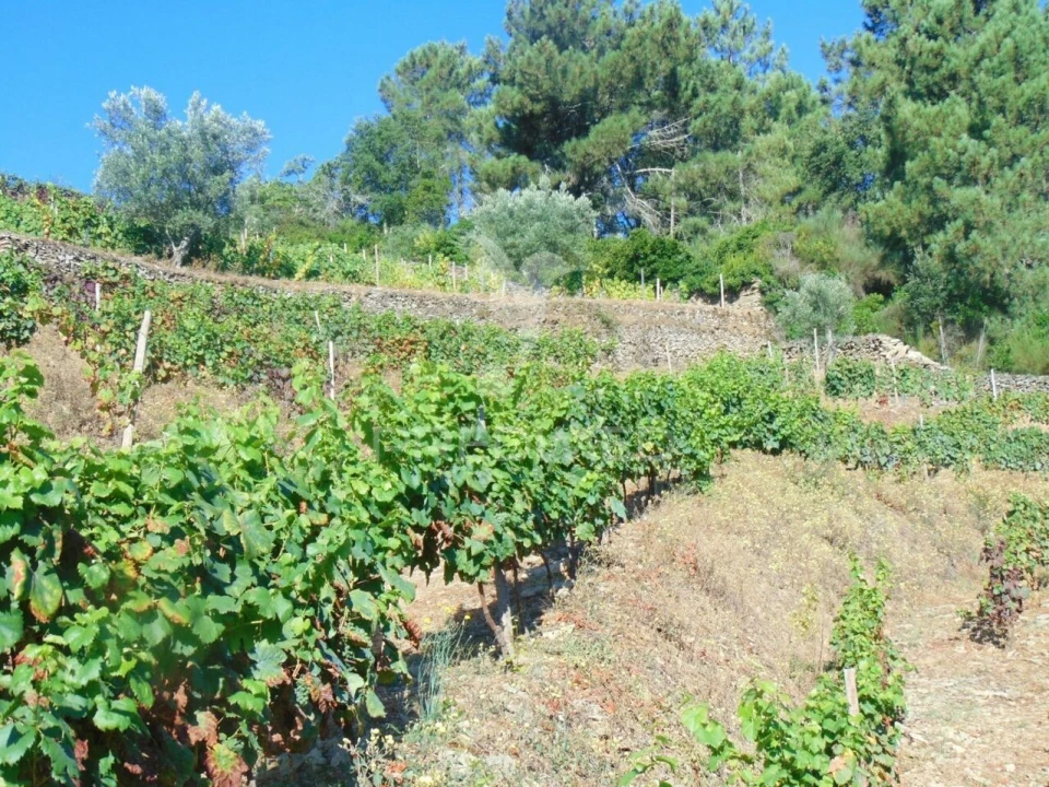Terreno para Venda em Nogueira e Ermida Foto 21