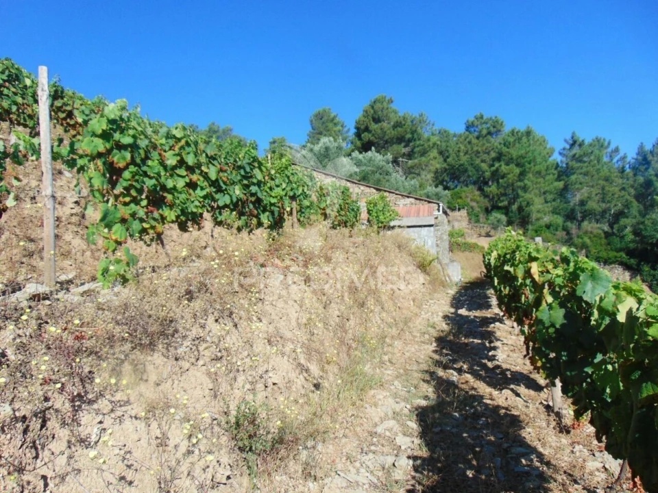 Terreno para Venda em Nogueira e Ermida Foto 27