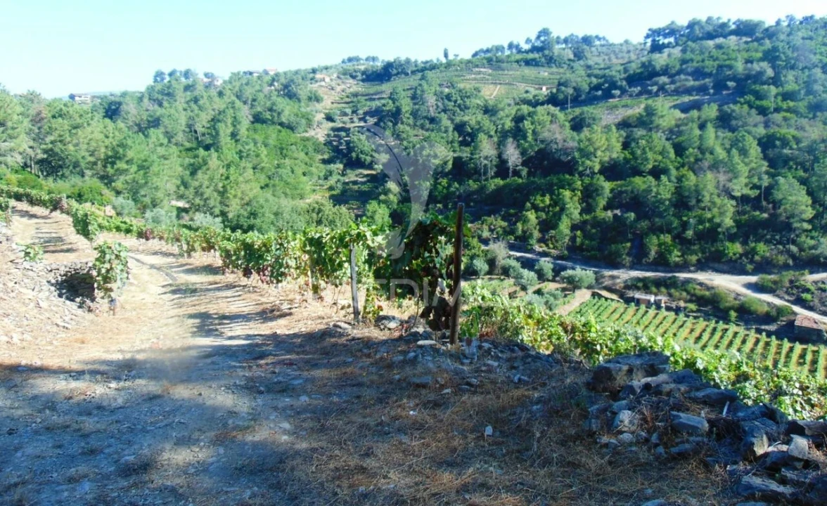 Terreno para Venda em Nogueira e Ermida Foto 34