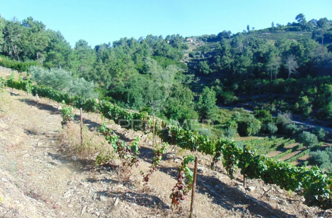 Terreno para Venda em Nogueira e Ermida Foto 16