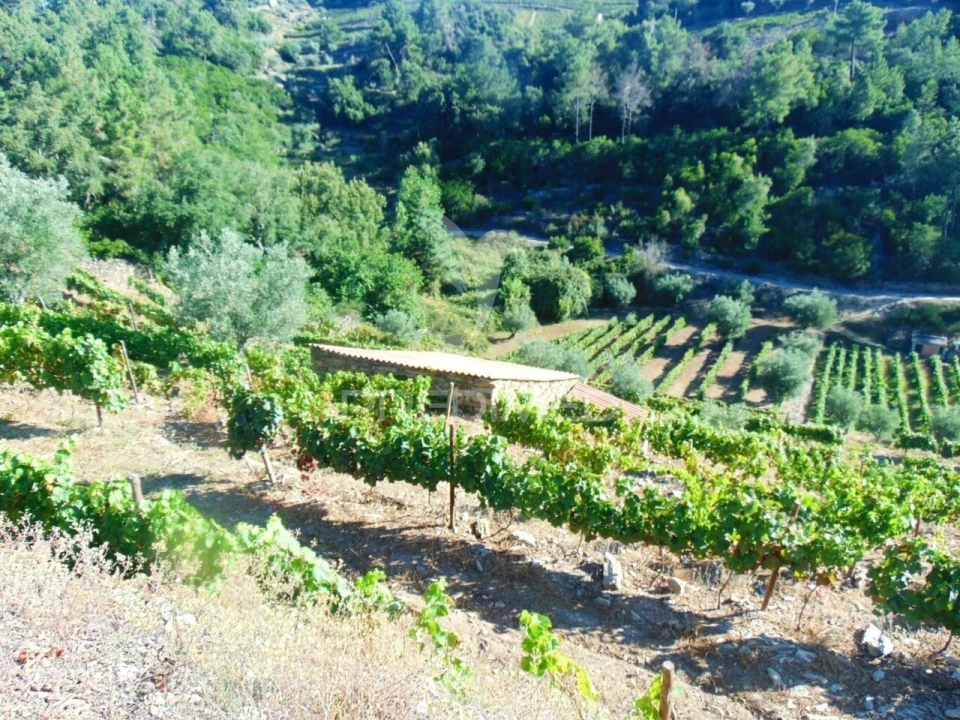 Terreno para Venda em Nogueira e Ermida Foto 2