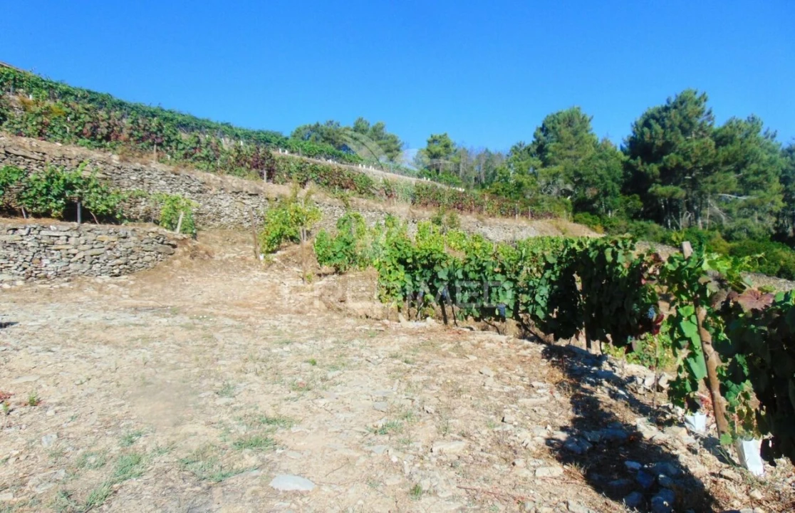 Terreno para Venda em Nogueira e Ermida Foto 14