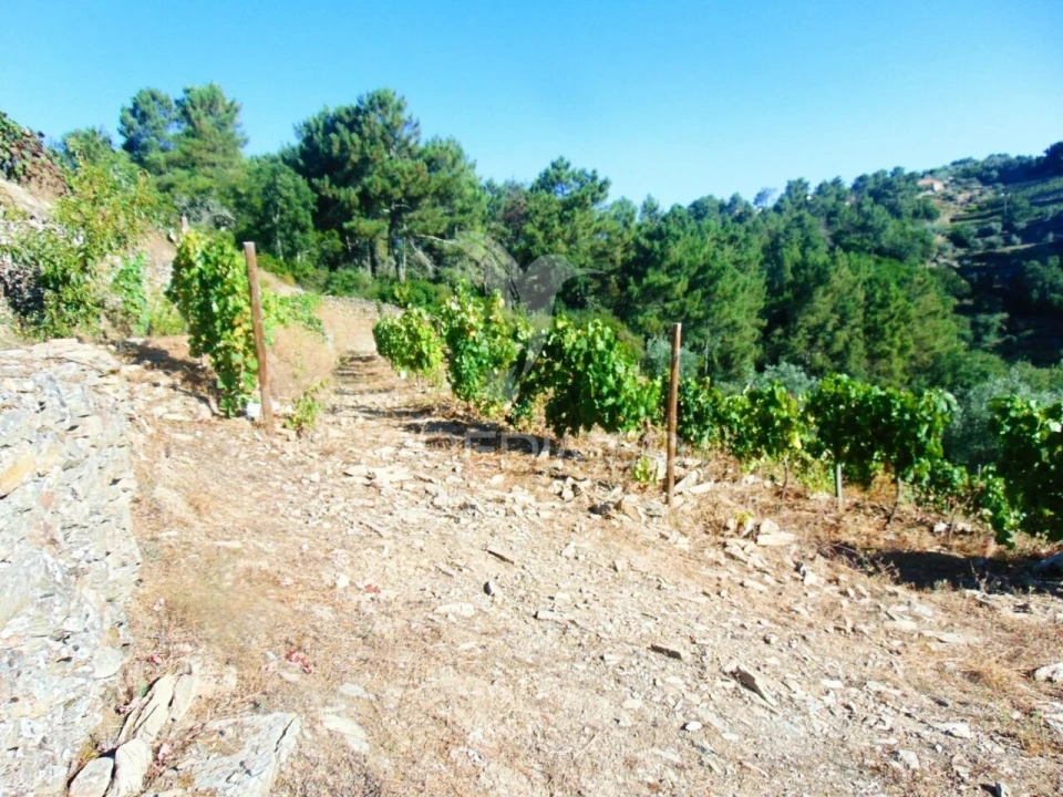 Terreno para Venda em Nogueira e Ermida Foto 9