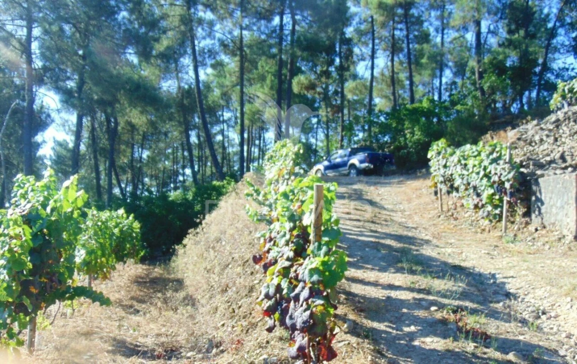 Terreno para Venda em Nogueira e Ermida Foto 35