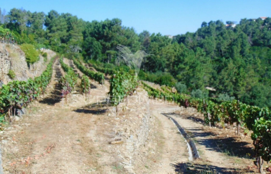 Terreno para Venda em Nogueira e Ermida Foto 29