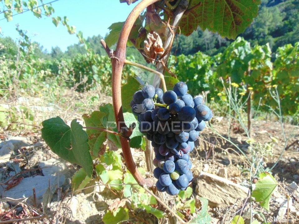 Terreno para Venda em Nogueira e Ermida Foto 28