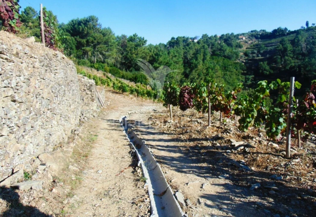 Terreno para Venda em Nogueira e Ermida Foto 7