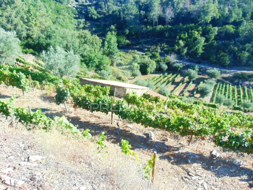 Terreno para Venda em Nogueira e Ermida Foto 13