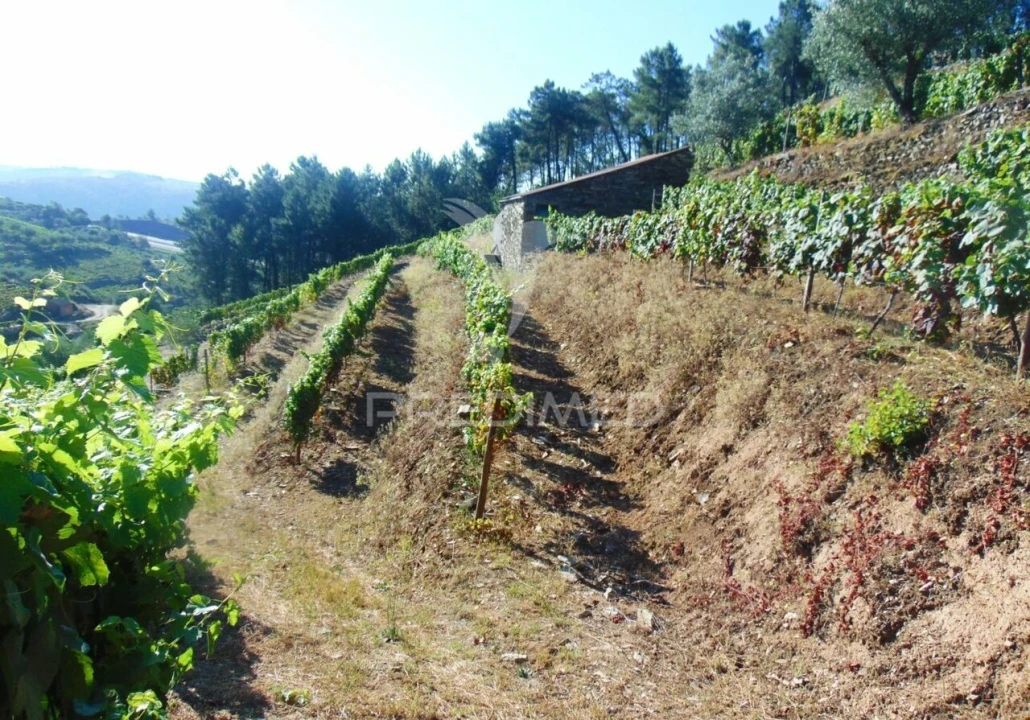 Terreno para Venda em Nogueira e Ermida Foto 23