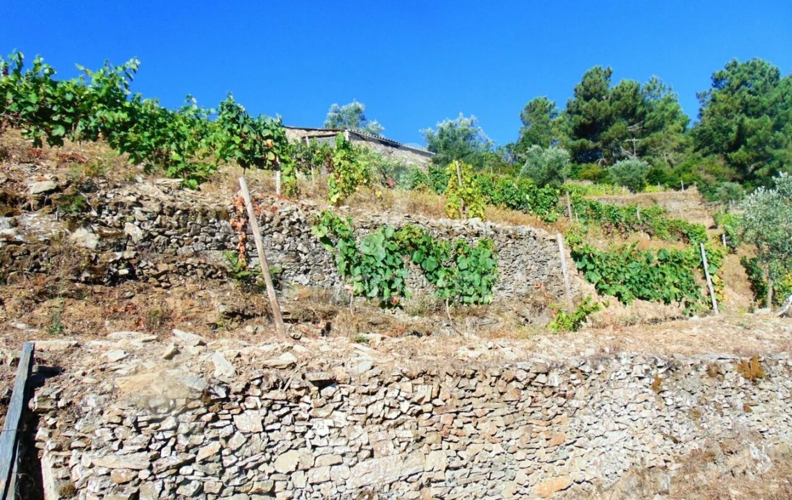 Terreno para Venda em Nogueira e Ermida Foto 18