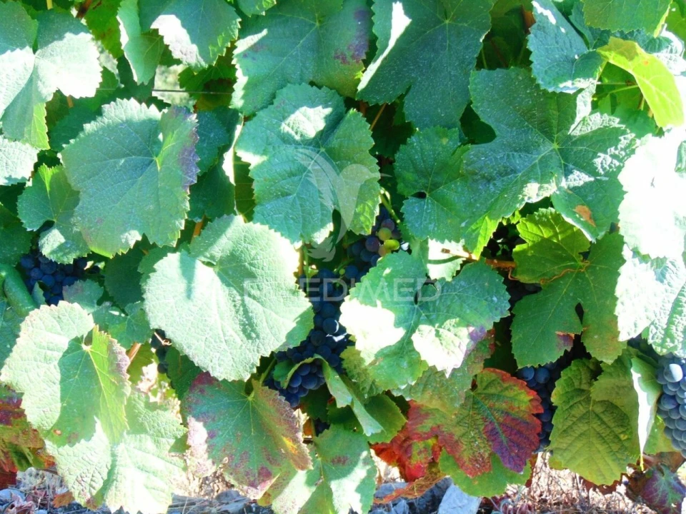 Terreno para Venda em Nogueira e Ermida Foto 10