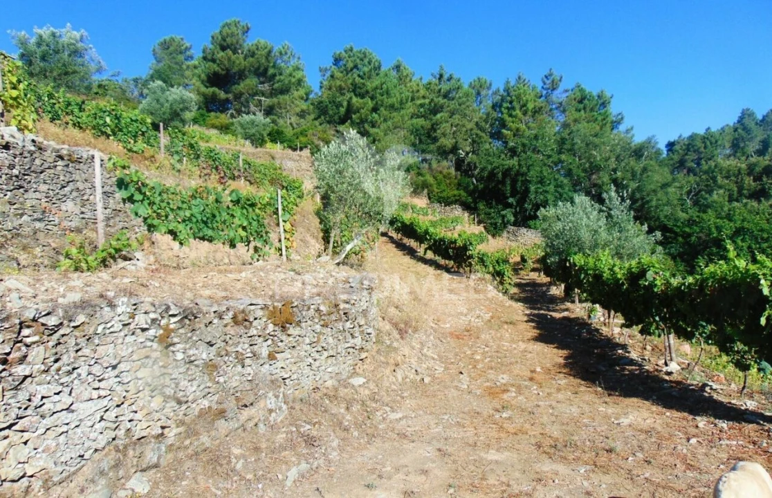 Terreno para Venda em Nogueira e Ermida Foto 19