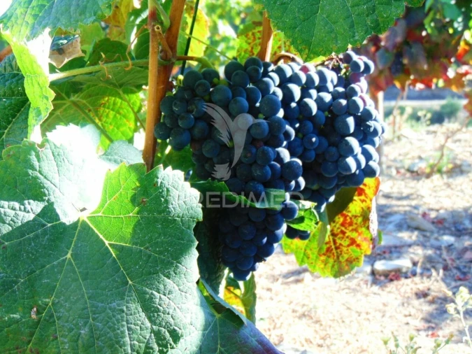 Terreno para Venda em Nogueira e Ermida Foto 4