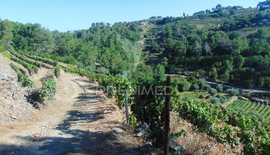 Terreno para Venda em Nogueira e Ermida Foto 30