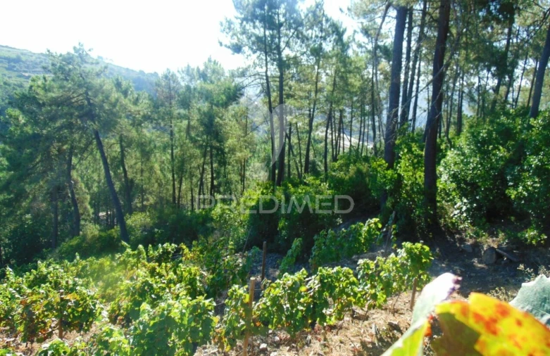 Terreno para Venda em Nogueira e Ermida Foto 5