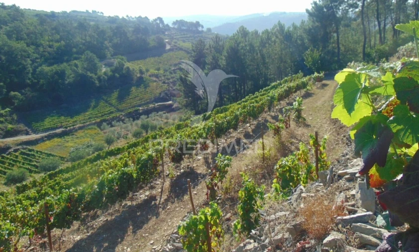 Terreno para Venda em Nogueira e Ermida Foto 12