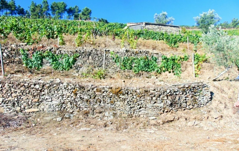 Terreno para Venda em Nogueira e Ermida Foto 20