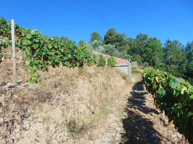 Terreno para Venda em Nogueira e Ermida Foto 27