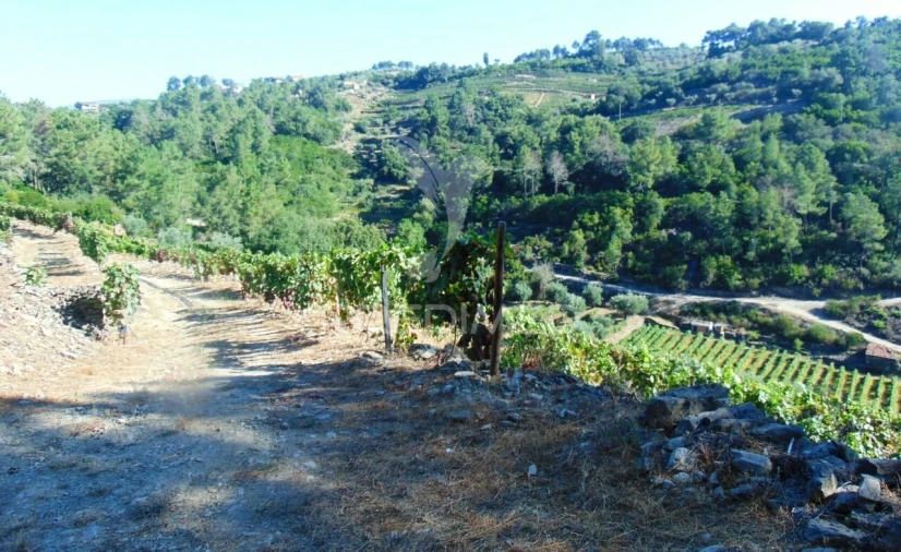 Terreno para Venda em Nogueira e Ermida Foto 34
