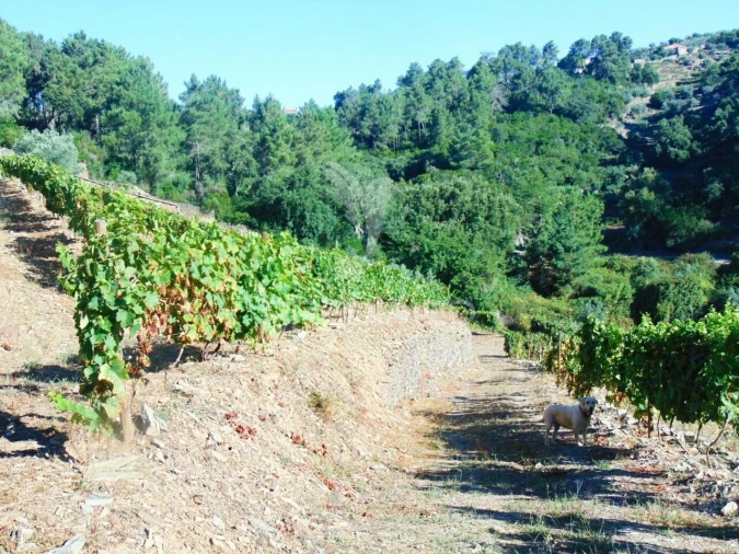 Terreno para Venda em Nogueira e Ermida Foto 17