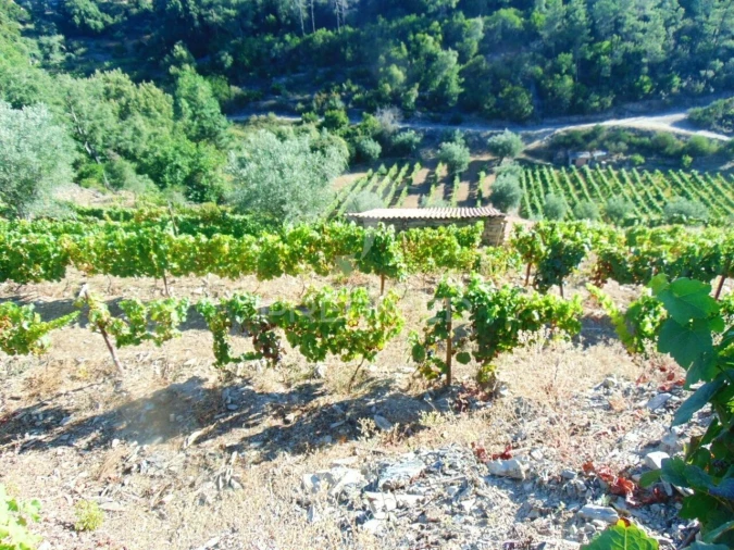 Terreno para Venda em Nogueira e Ermida Foto 11