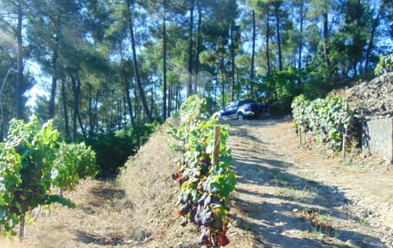 Terreno para Venda em Nogueira e Ermida Foto 35