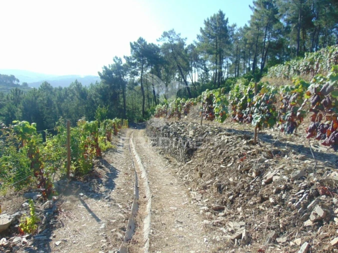 Terreno para Venda em Nogueira e Ermida Foto 15