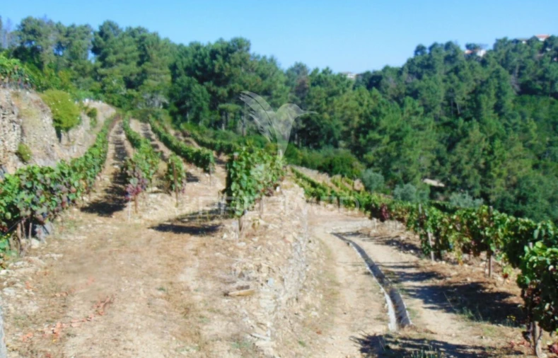 Terreno para Venda em Nogueira e Ermida Foto 29