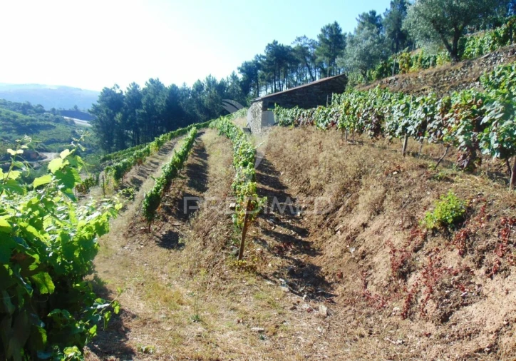 Terreno para Venda em Nogueira e Ermida Foto 23
