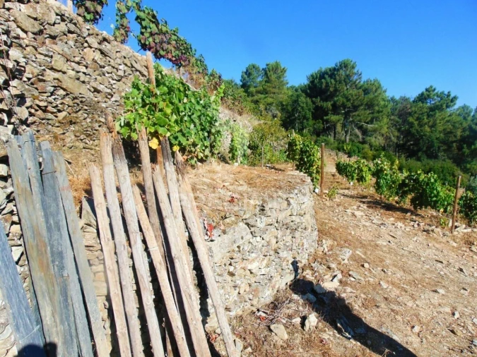 Terreno para Venda em Nogueira e Ermida Foto 8