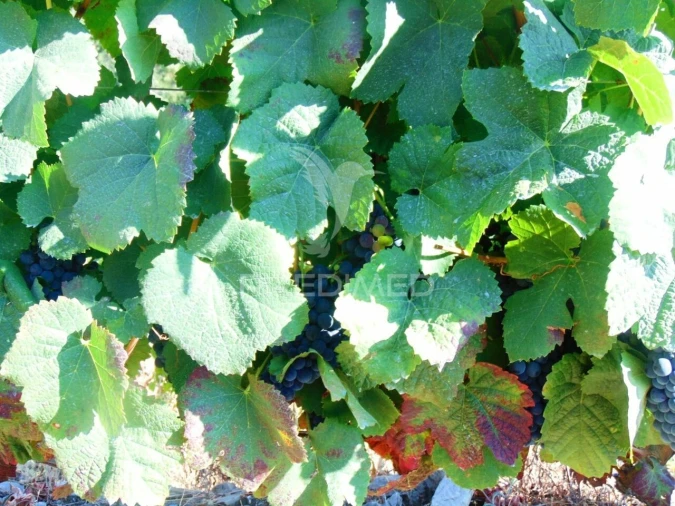 Terreno para Venda em Nogueira e Ermida Foto 10