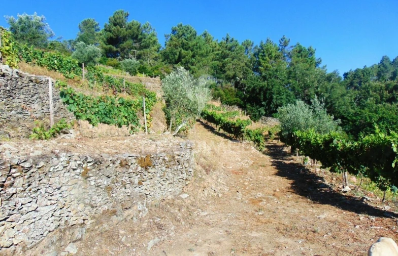 Terreno para Venda em Nogueira e Ermida Foto 19