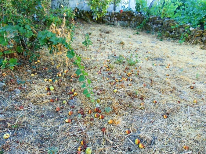 Moradia T3 para Venda em São Tomé do Castelo e Justes Foto 16