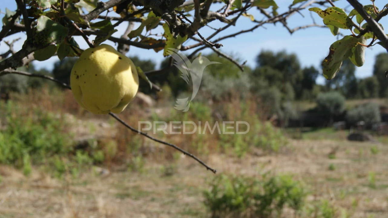 Terreno para Venda em Reguengo e São Julião Foto 13