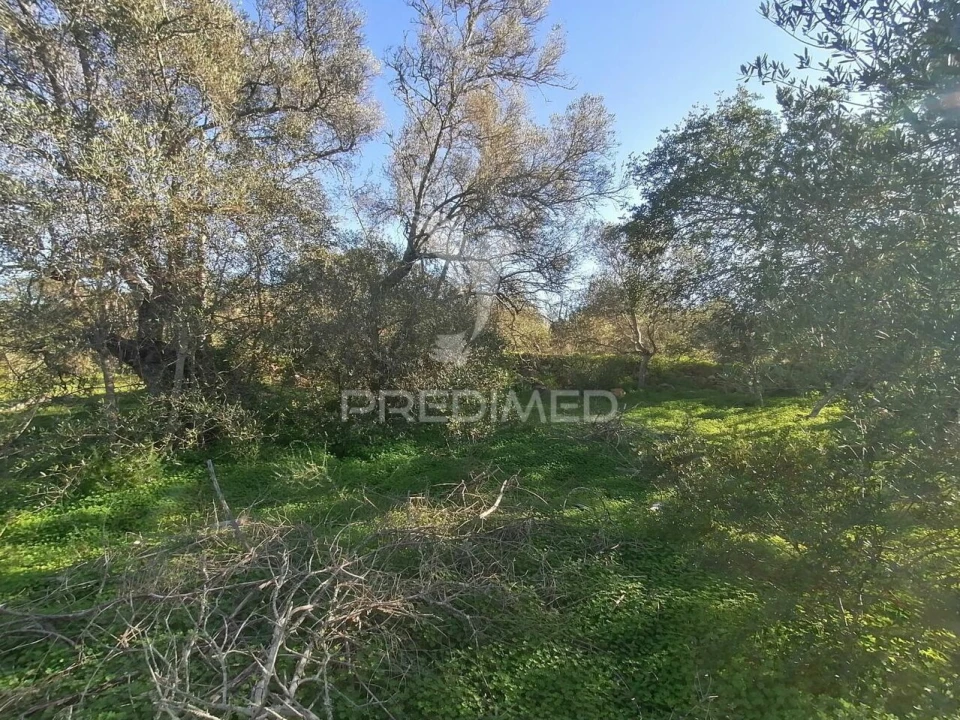 Terreno para Venda em Moncarapacho e Fuseta Foto 4