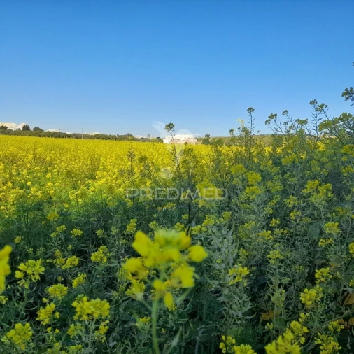 Terreno para Arrendamento em Faro (Sé e São Pedro) Foto 5