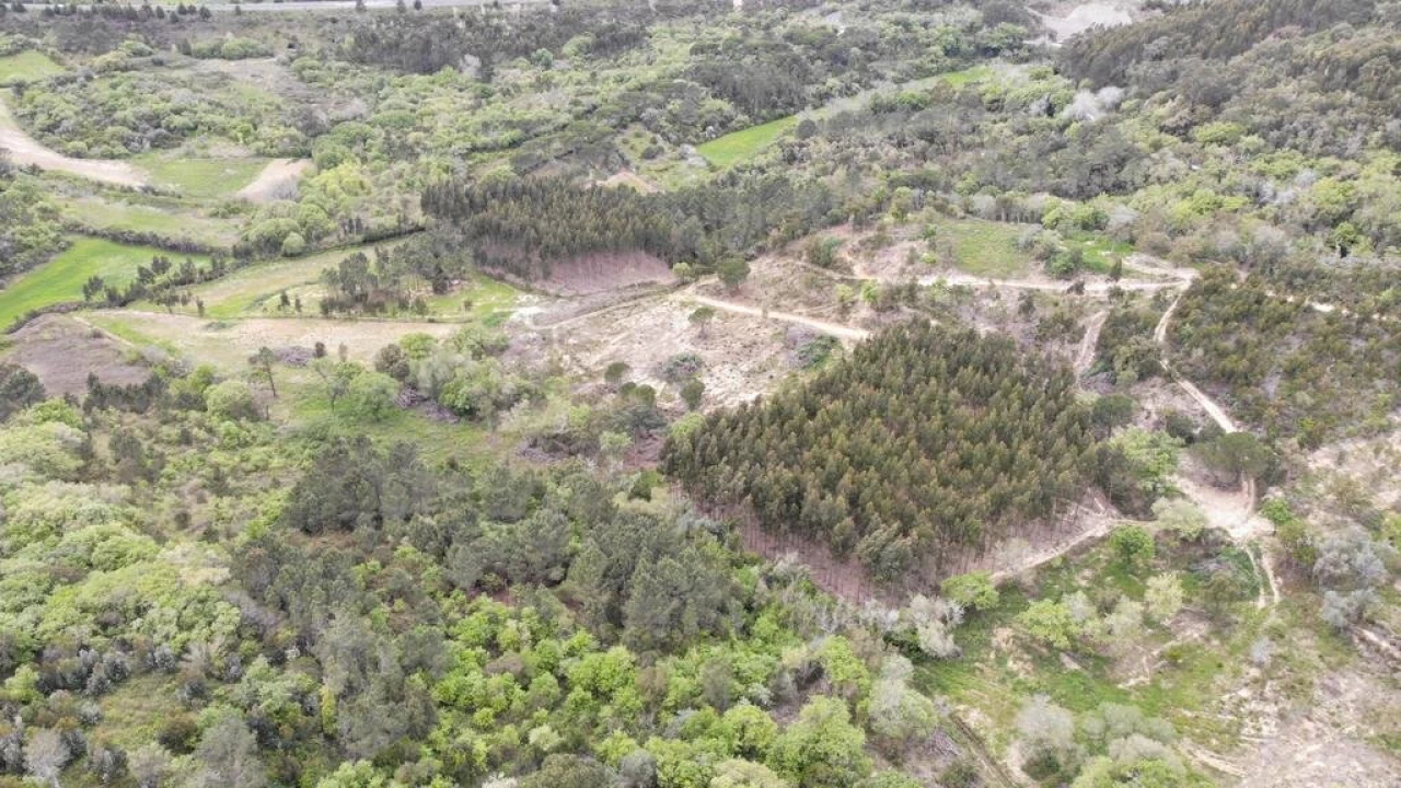 Terreno para Venda em Igreja Nova e Cheleiros Foto 18