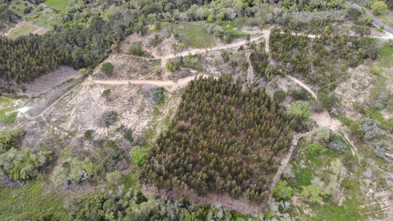 Terreno para Venda em Igreja Nova e Cheleiros Foto 21