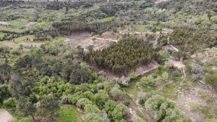 Terreno para Venda em Igreja Nova e Cheleiros Foto 19